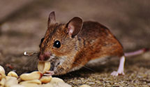 24 Hour & Emergency Exterminators in Mount Lookout, WV